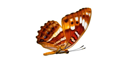 Detailed view of a beautiful orange and brown butterfly with vibrant patterns on its wings © Andrei