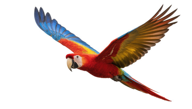 Magnificent tropical parrot flying, a splendid display of nature's vibrant colors and grace