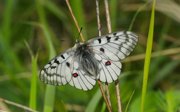 Apollo butterfly perched on plant stem in natural grass habitat.