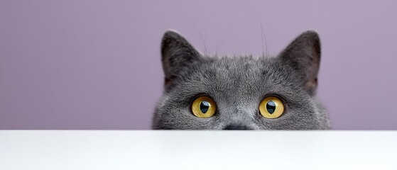 Fototapeta premium Grey cat peeking over white surface against a purple background