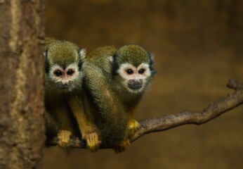 Obraz premium Common squirrel monkey 