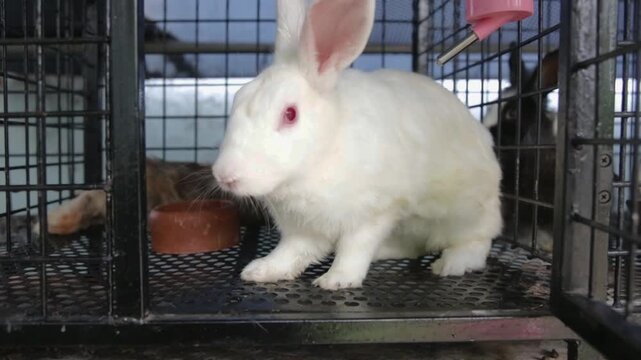 White rabbit in cage close-up, cute bunny portrait with soft indoor light, adorable pet animal video.