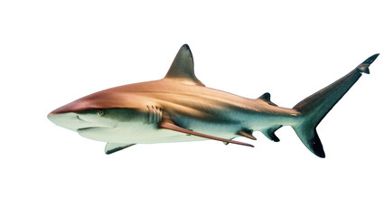 Captivating and powerful reef shark, a marine predator, swimming gracefully in the ocean. © Sergiu