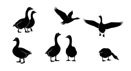 Fototapeta premium Silhouette Goose Collection: Flying, Standing, and Paired Geese in Various Poses