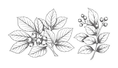 Hand drawn botanical of berry branches with leaves leaf plant nature © Salam