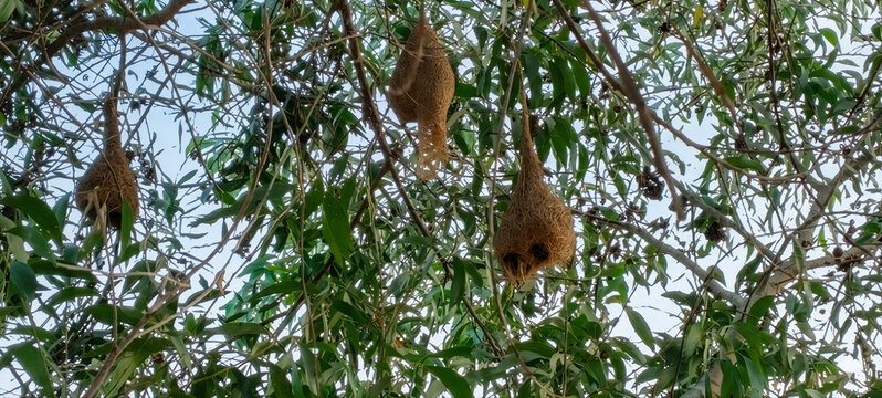 Several Baya Weaver bird nests hanging from tree branches in the wild