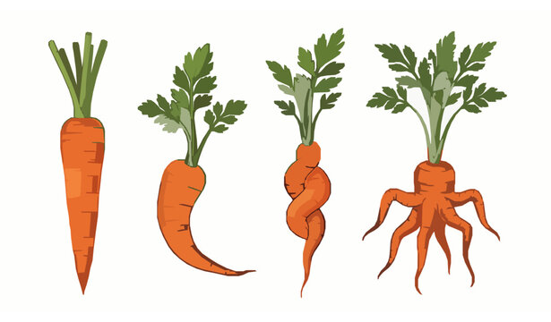 Vector illustration of four carrots in various shapes straight, twisted, and multi-legged isolated on white