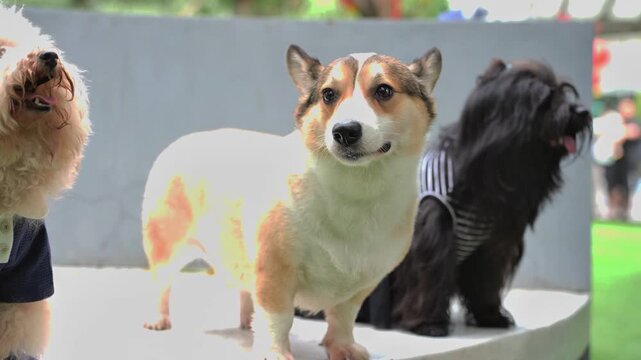 Three cute dogs in sunny outdoor light, playful pet portrait with happy faces, fluffy canine lifestyle video.