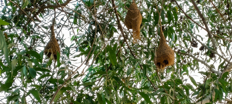 Weaver bird nests in a wild tree against a clear sky