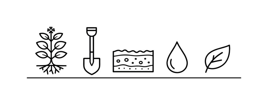 Green manure cover cropping and soil fertility improvement for sustainable nutrient cycling and erosion control in agricultural systems, cover crop plant, shovel, soil layer