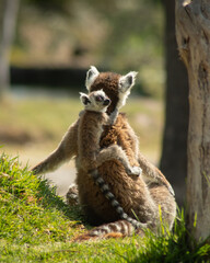 Obraz premium lemur with mom