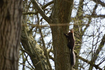 Wiewiórka ruda © Sławek