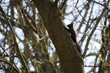 Wiewiórka ruda © Sławek