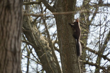 Wiewiórka ruda © Sławek