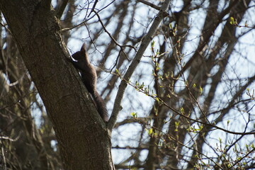 Wiewiórka ruda © Sławek