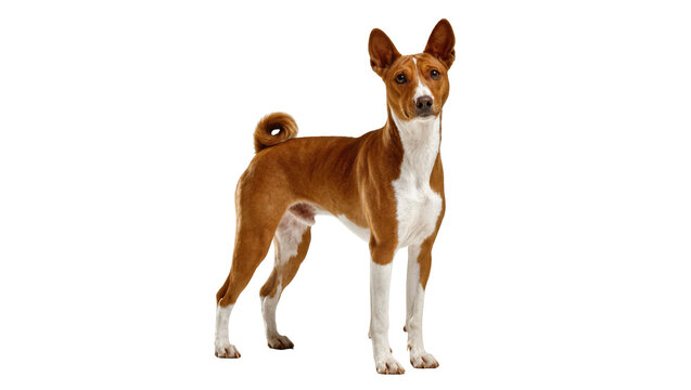 Alert Basenji dog with elegant posture, distinctive curled tail and striking brown and white fur