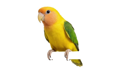 Vibrant yellow and orange peach-faced lovebird perching  small beautiful pet parrot looking left © Natalia
