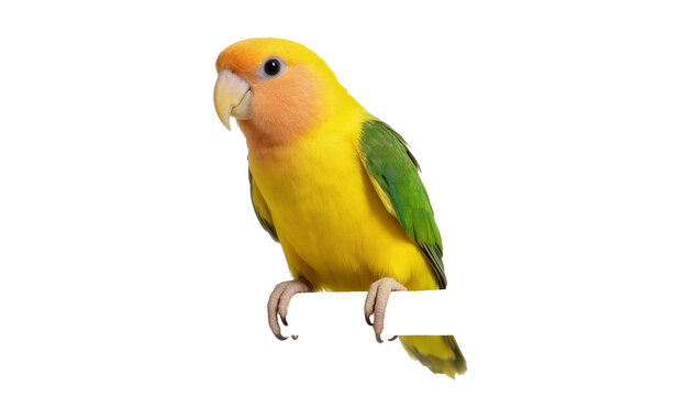 Vibrant yellow and orange peach-faced lovebird perching; small beautiful pet parrot looking left