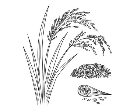Rice plant with grains and seeds on white background