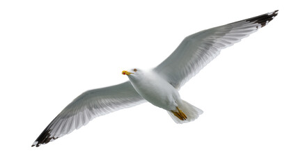 Beautiful white gull in dynamic flight, showcasing its powerful wingspan and graceful form © Natalia