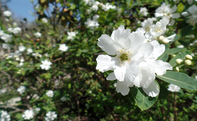 Fototapeta premium White Flower Blossom Macro with Soft Bokeh Background