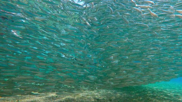 Female in mask dives through dense formation of Silversides atherina fish near the coast. Woman navigate through the living silver tunnel created by thousands of migrating fish