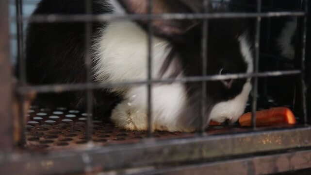 Black and white rabbit resting in a wire cage, close-up pet footage for animal care, shelter, transport, rescue, and adoption themes.
