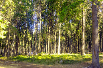 Spring landscape of coniferous forest with tall spruce trees, spring March. © Ludmila