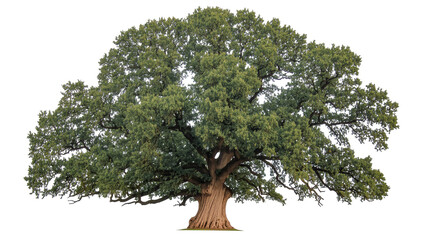 Majestic ancient oak tree with lush green foliage, a symbol of nature and strength © Maria