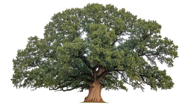 Majestic ancient oak tree with lush green foliage, a symbol of nature and strength