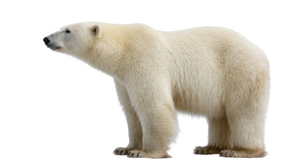 Fototapeta premium Majestic polar bear standing in profile, looking left, powerful arctic animal of the north