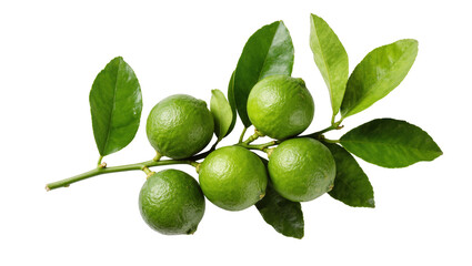 Limes on a branch with fresh green leaves, essential ingredient for cooking and beverages © Maria