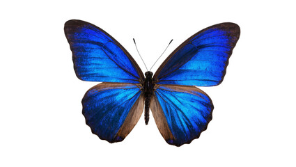 A vibrant blue Morpho butterfly with open wings showcases its iridescent beauty © Maria