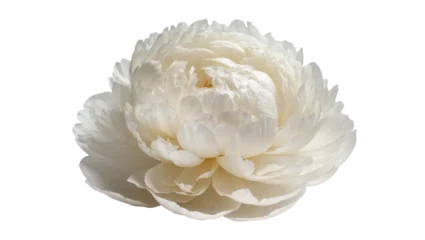 Fotobehang Pioenrozen Elegant creamy white peony blossom, beautifully detailed petals in full bloom  © Maria