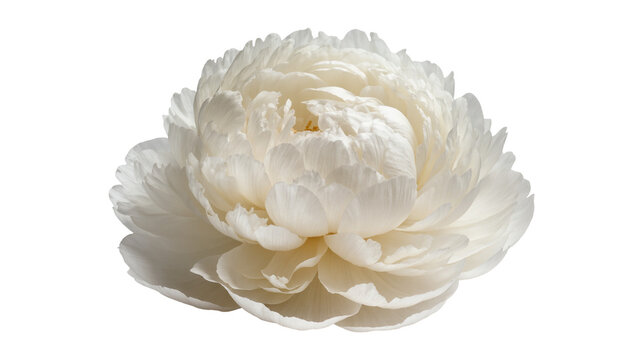 Elegant creamy white peony blossom, beautifully detailed petals in full bloom