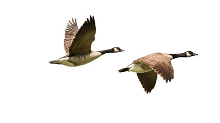Two wild geese flying together in mid-air with outstretched wings and sharp focus on feathers isolated on transparent background