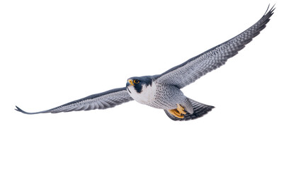 Close-up of a majestic peregrine falcon in full flight with powerful wings spread © Maria