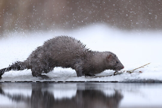 Wizon amerykański (Neogale vison), norka amerykańska
