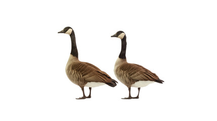 Obraz premium Two wild Canadian geese standing together viewed from the side with detailed feathers isolated on transparent background