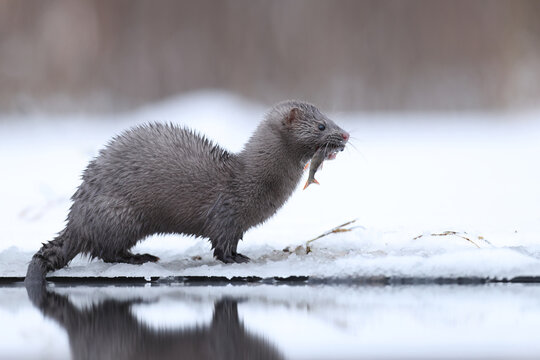 Wizon amerykański (Neogale vison), norka amerykańska
