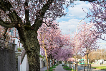 Obraz premium Schweiz, Basel, Baselstadt, Quartier, Bruderholz, Tramlinie, Frühling, März, Kirschblüten, Blühend, Japanische Kirschblüten