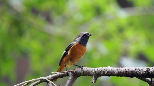 捕まえた虫を飲み込むジョウビタキの雄