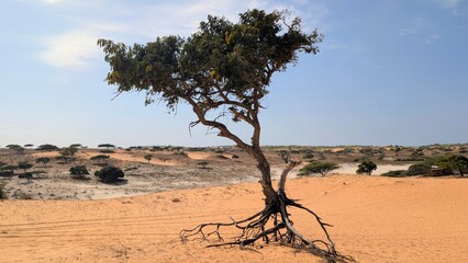 Sénégal, désert de Lompoul © lescarexpat