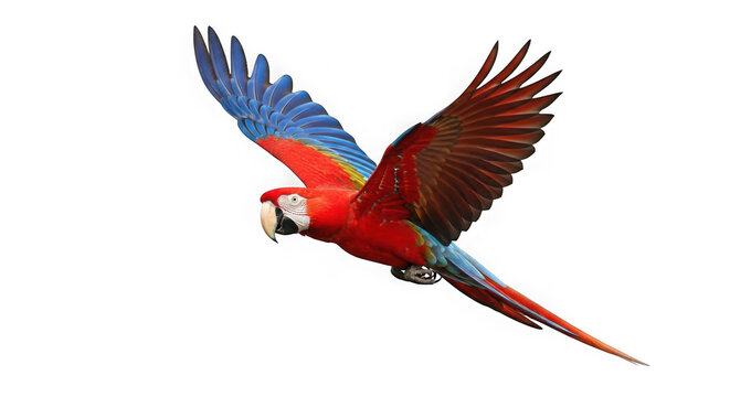 Vibrant macaw in flight against black background