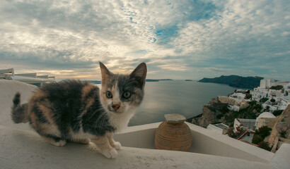 cat on the roof of santorini © P.MARKOPOULOS