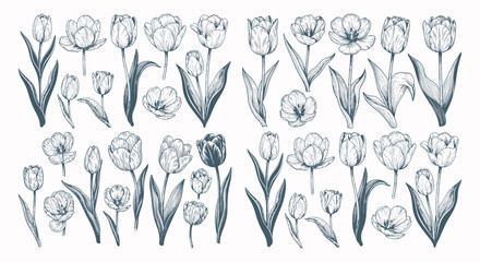 Fototapeta premium Tulips flowers in various stages bloom.