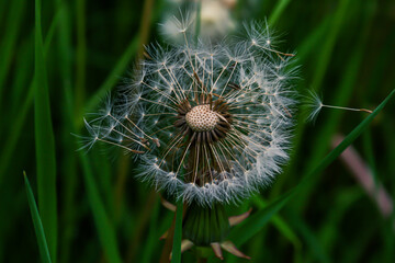 Dmuchawiec z bliska  © Arek mały