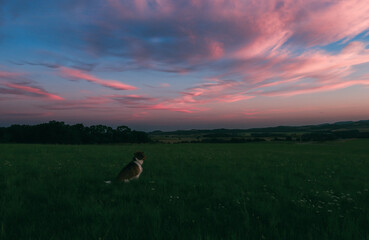pies na zielonej łące,piekne niebo. © Arek mały