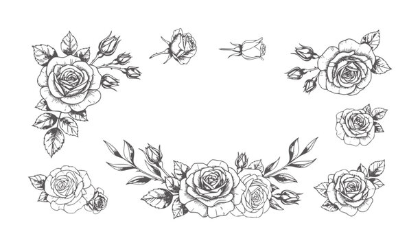 Monochrome hand drawn rose in various stages of bloom roses rosebuds black white