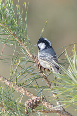 Fototapeta premium Coal Tit on branch